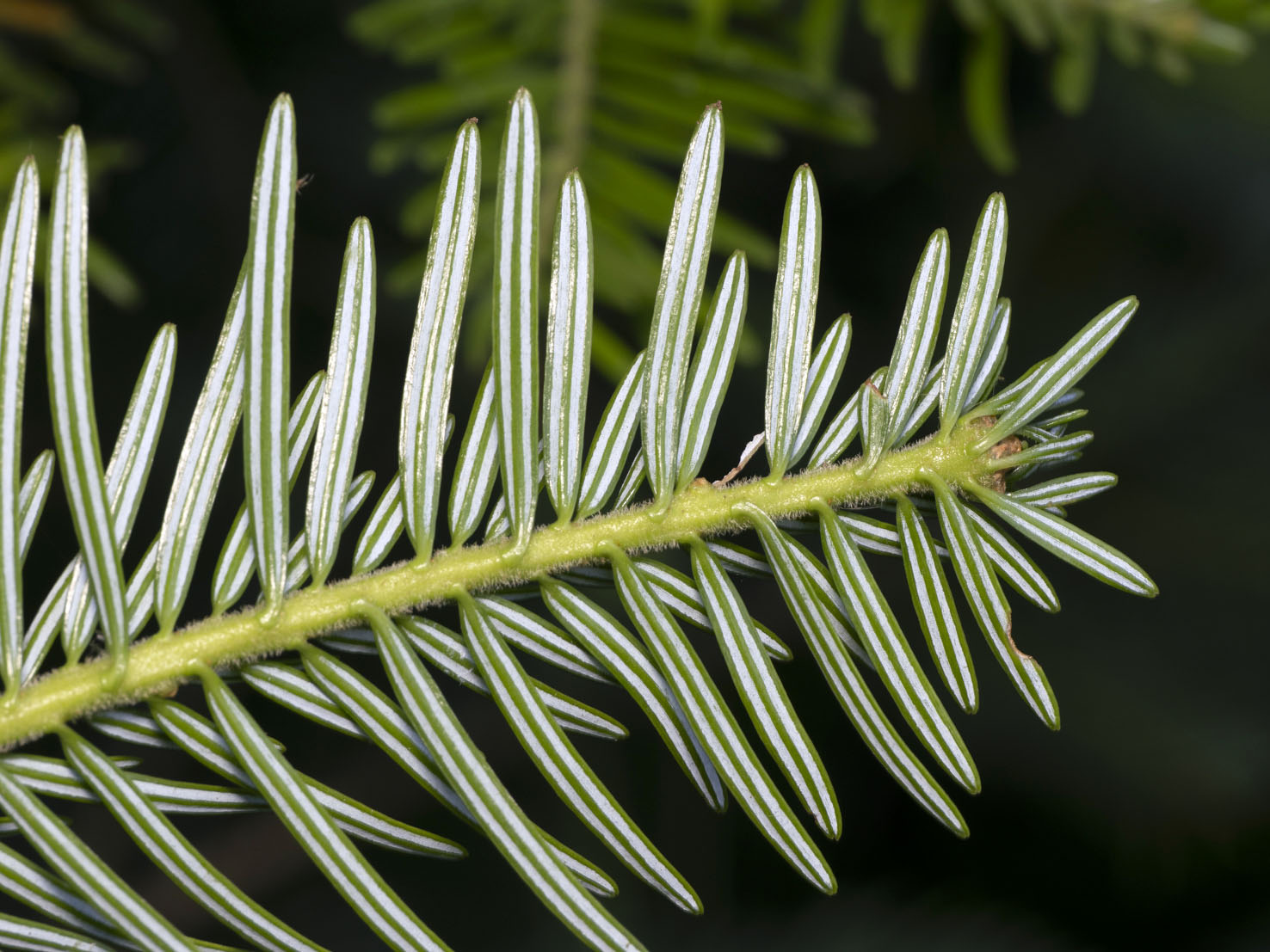 Abies