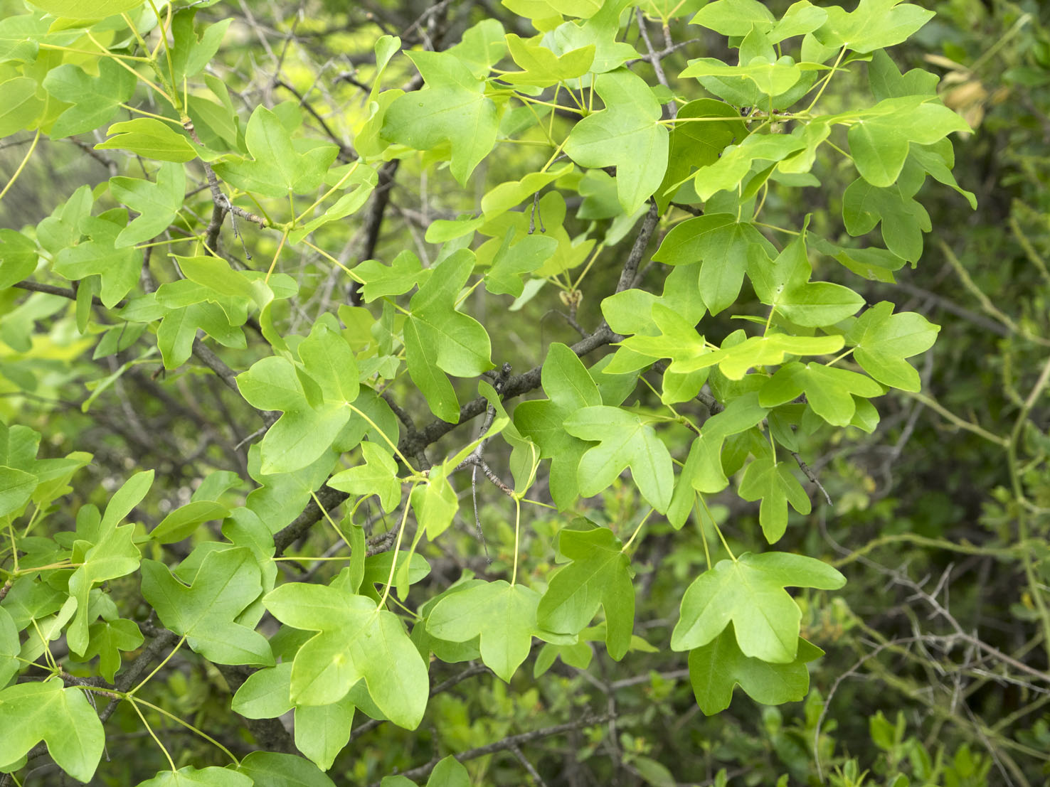 Acer