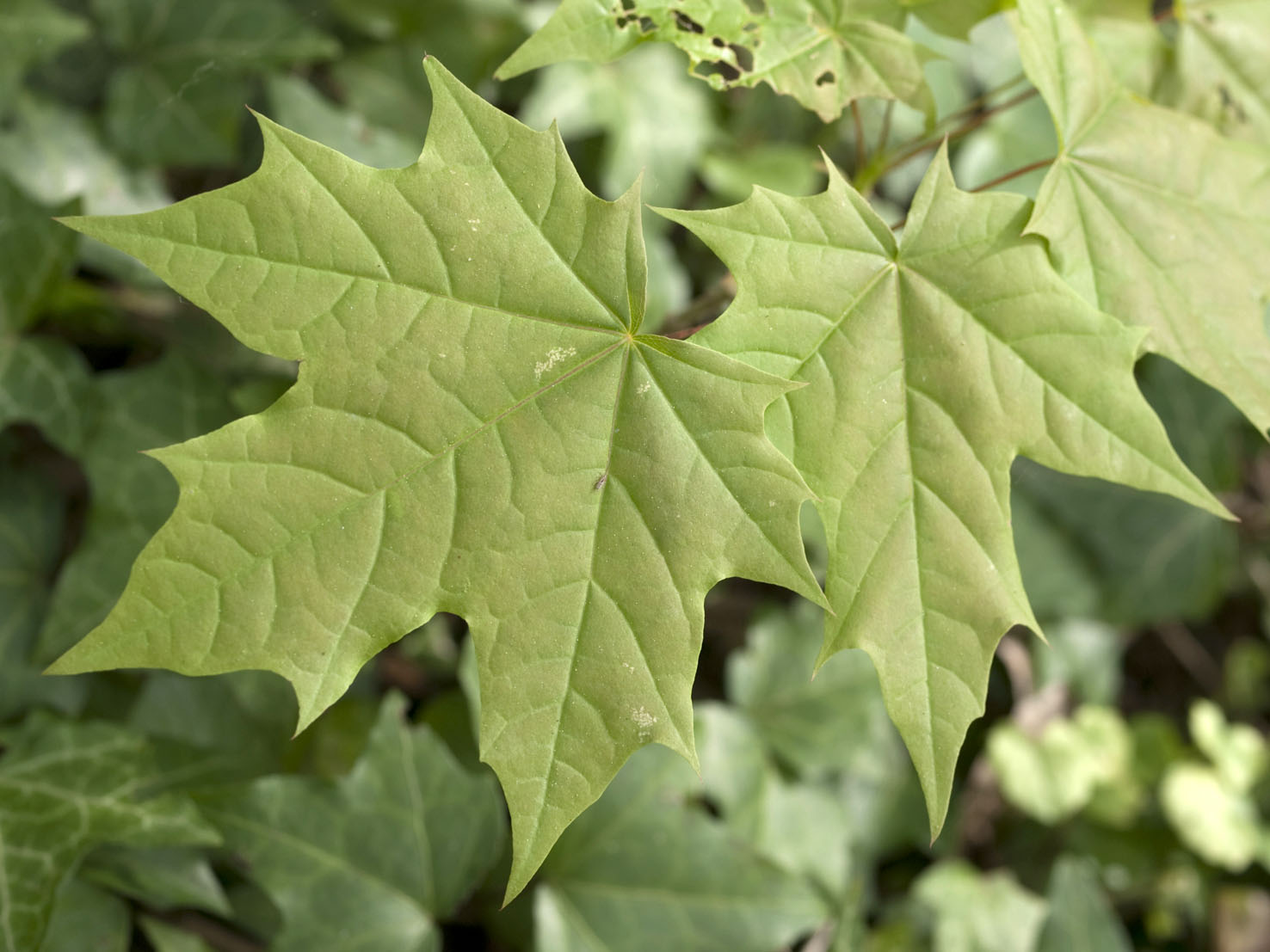 Acer