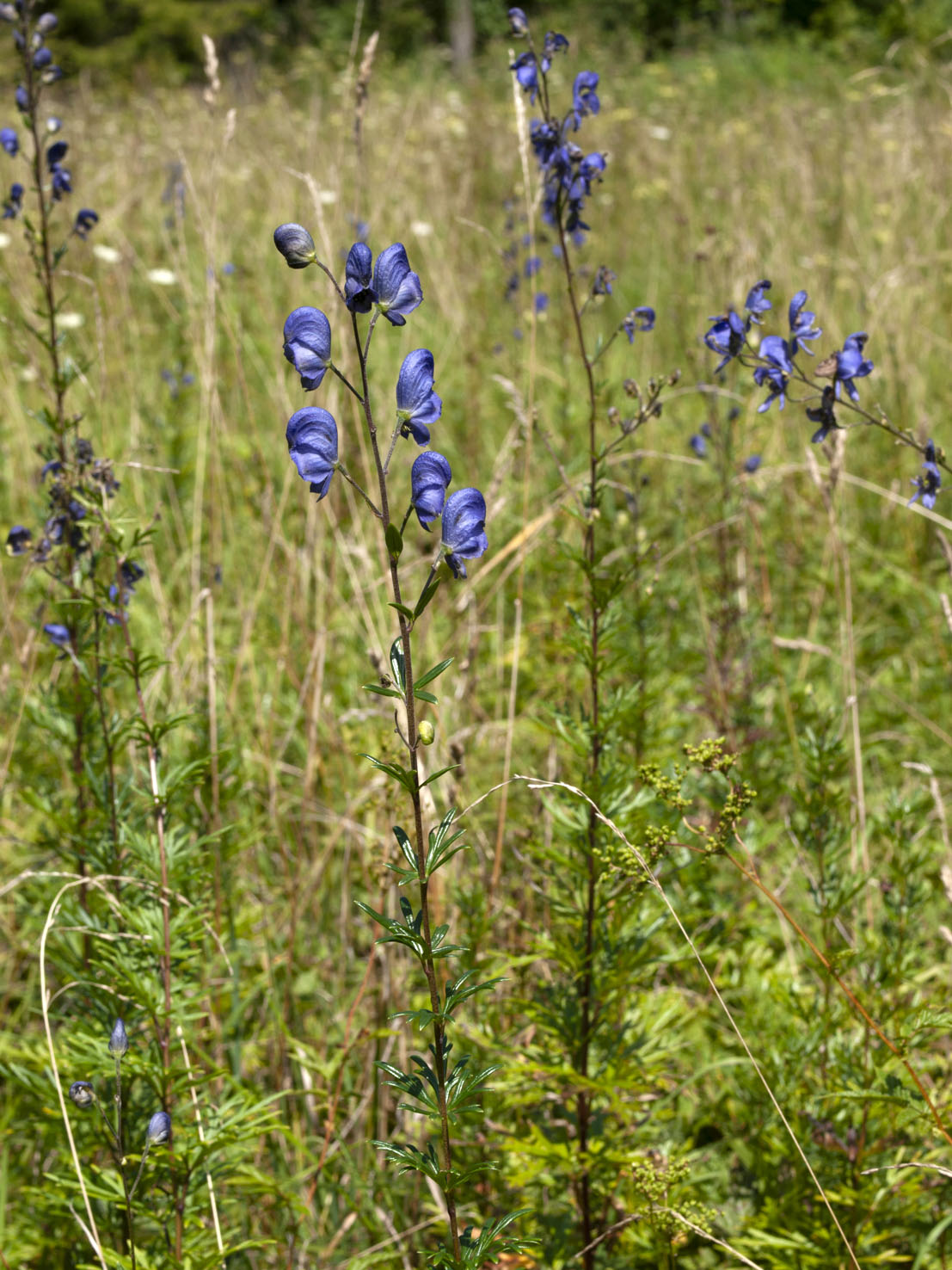 Aconitum