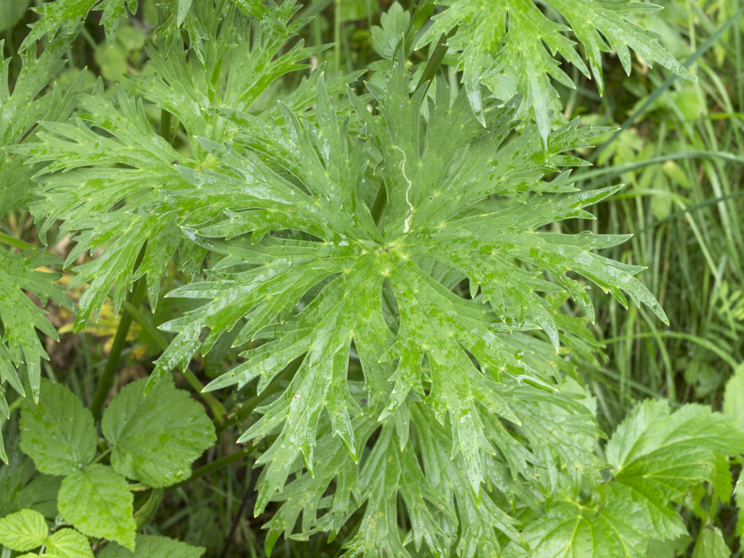 Aconitum