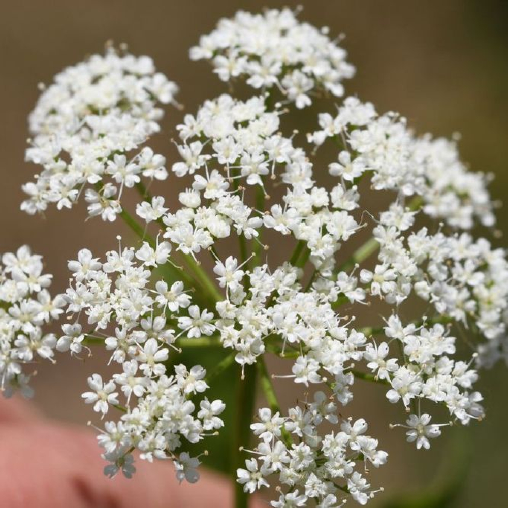 Aegopodium