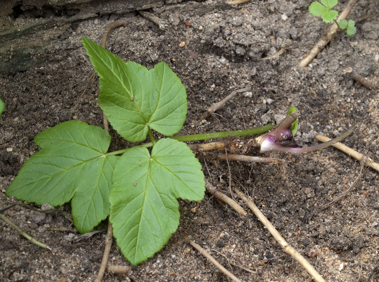 Aegopodium
