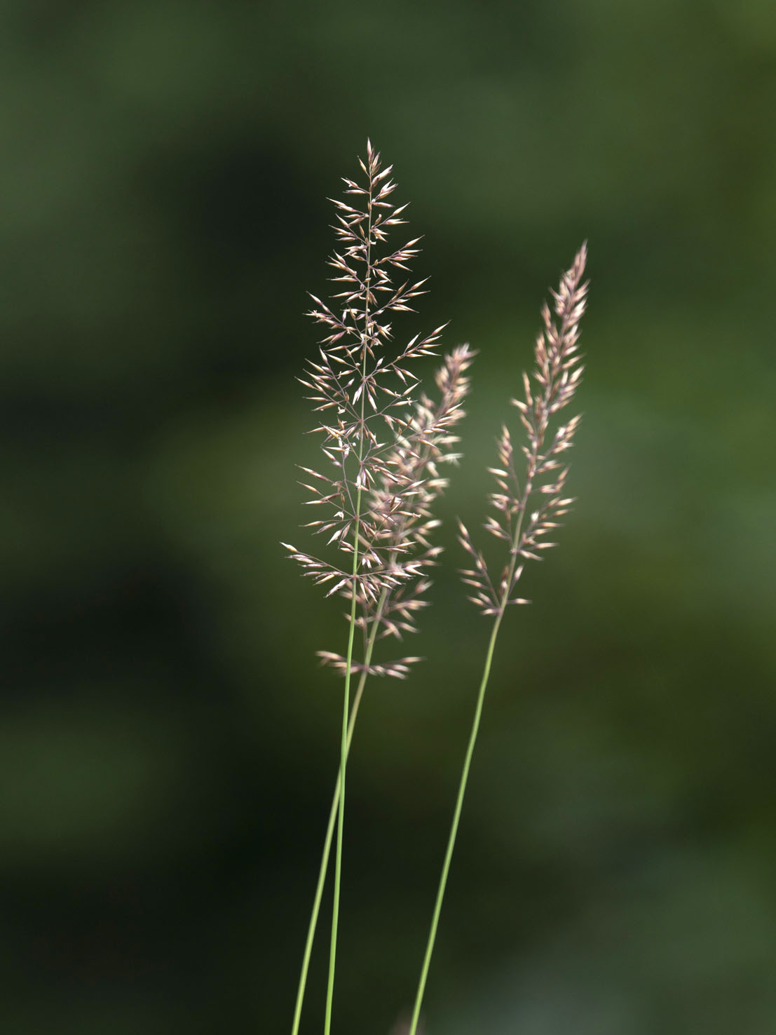 Agrostis