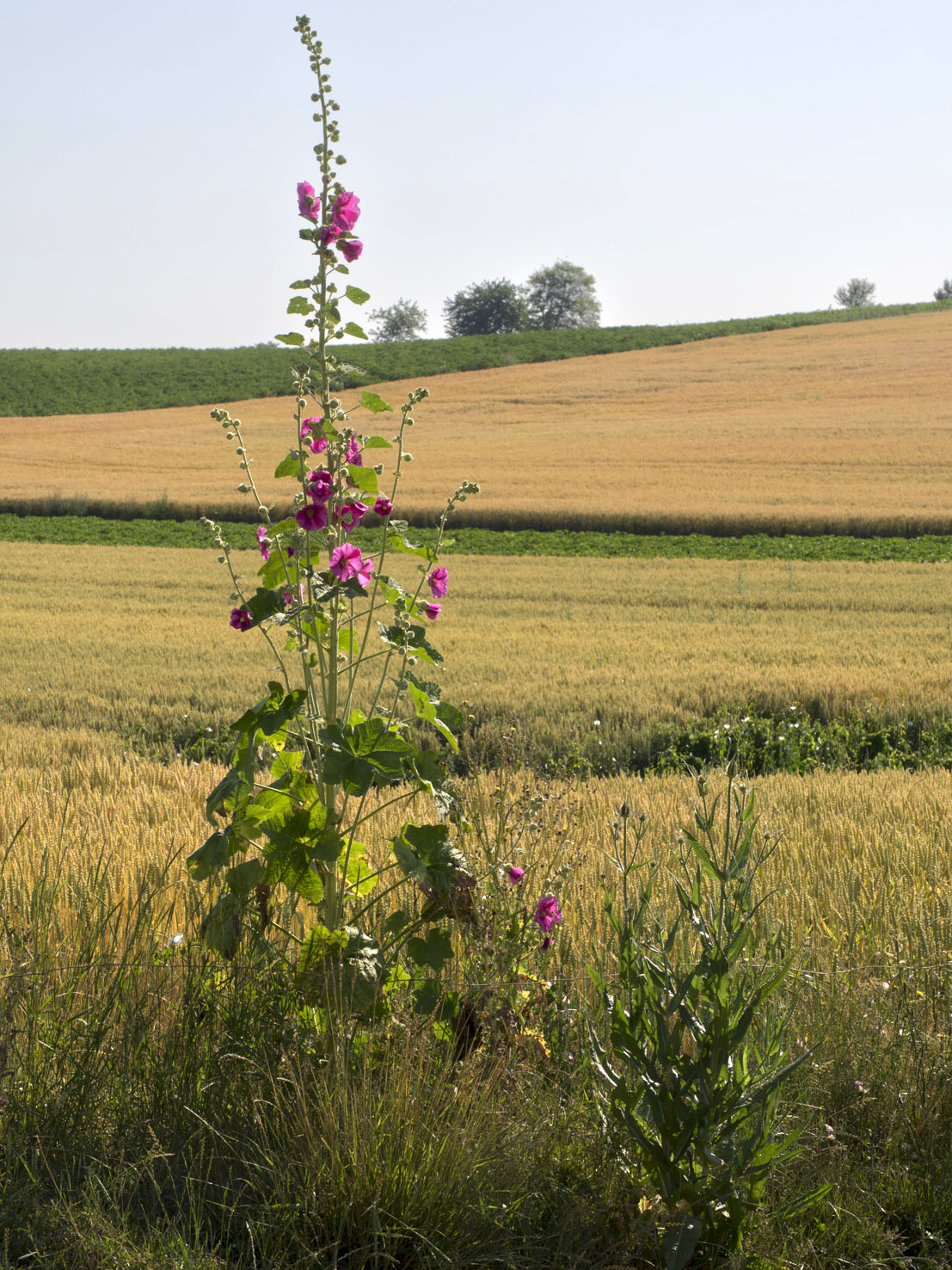 Alcea