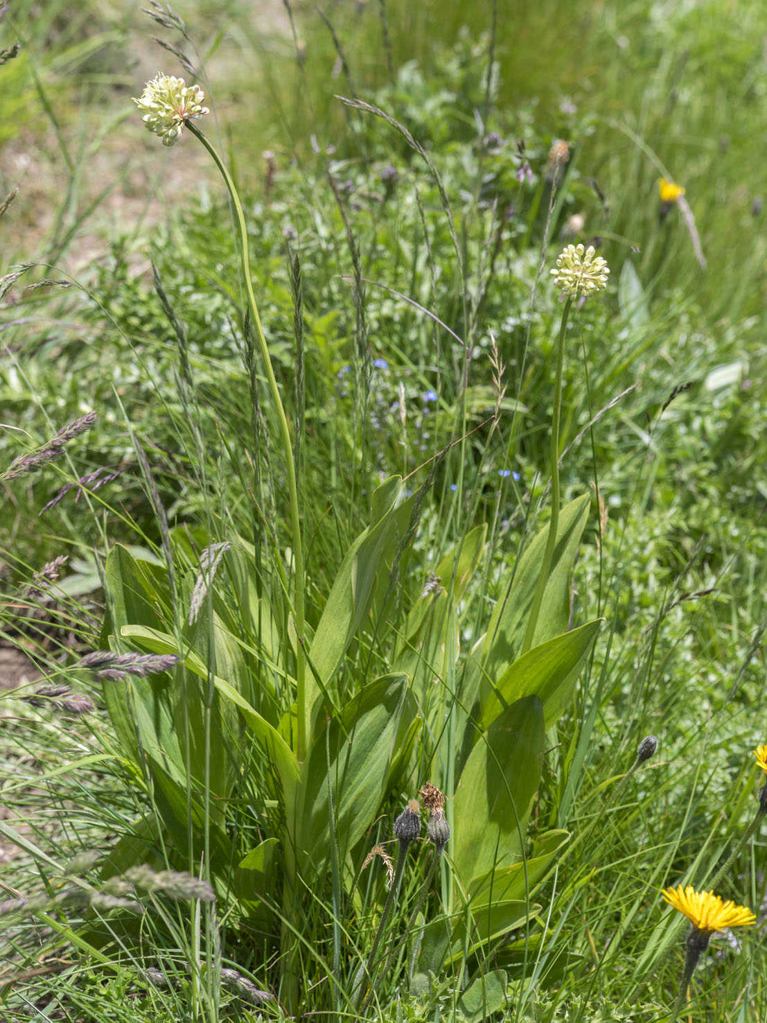 Allium