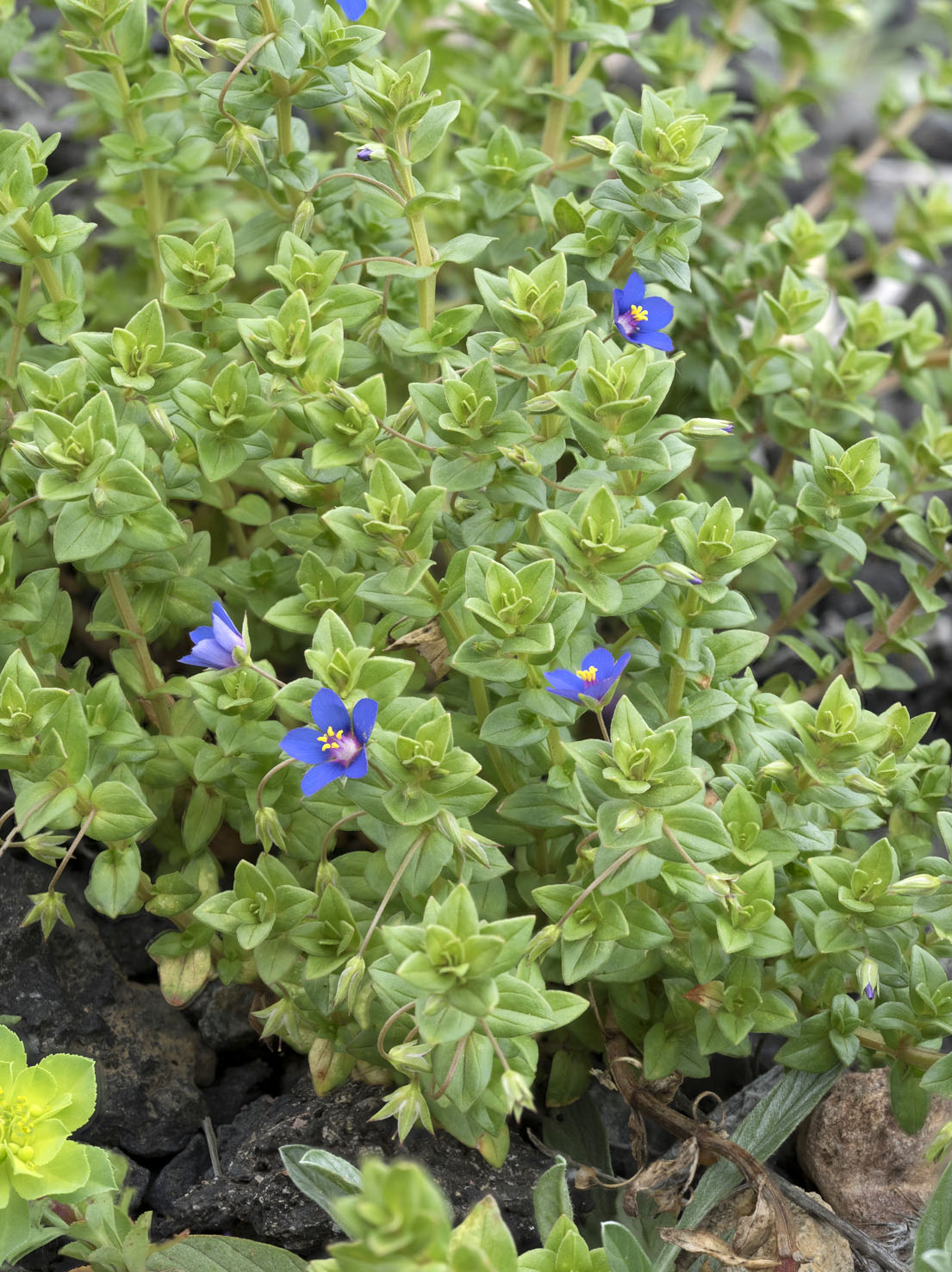 Anagallis