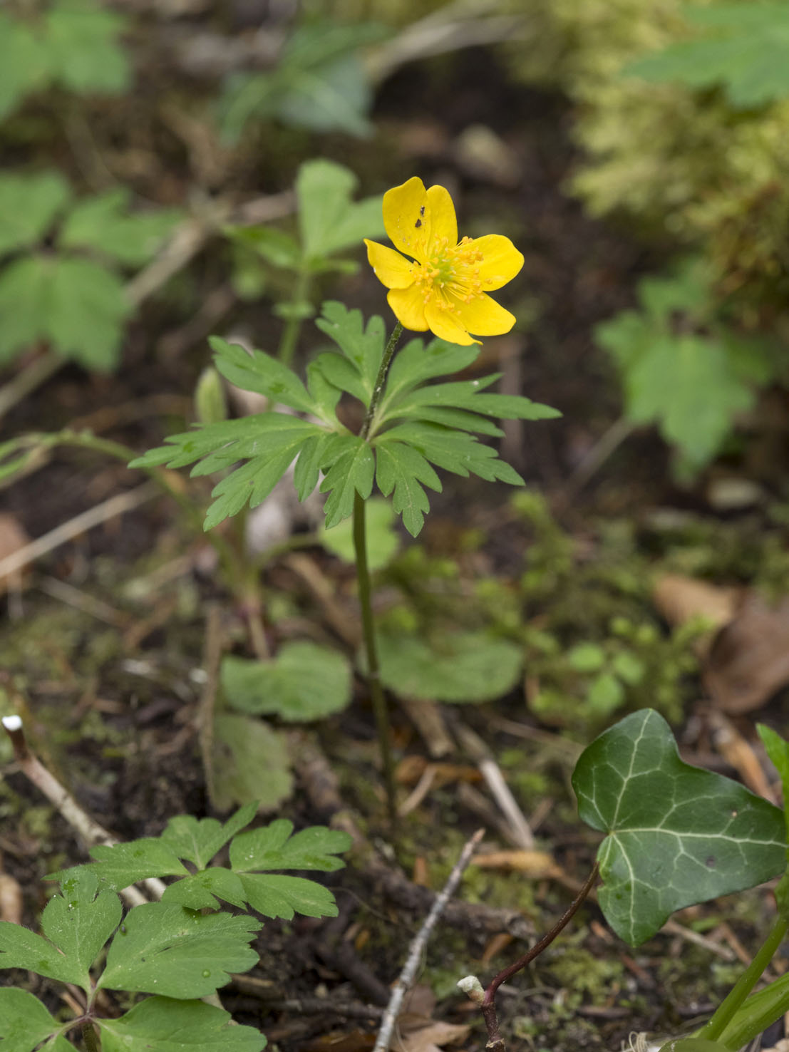 Anemone