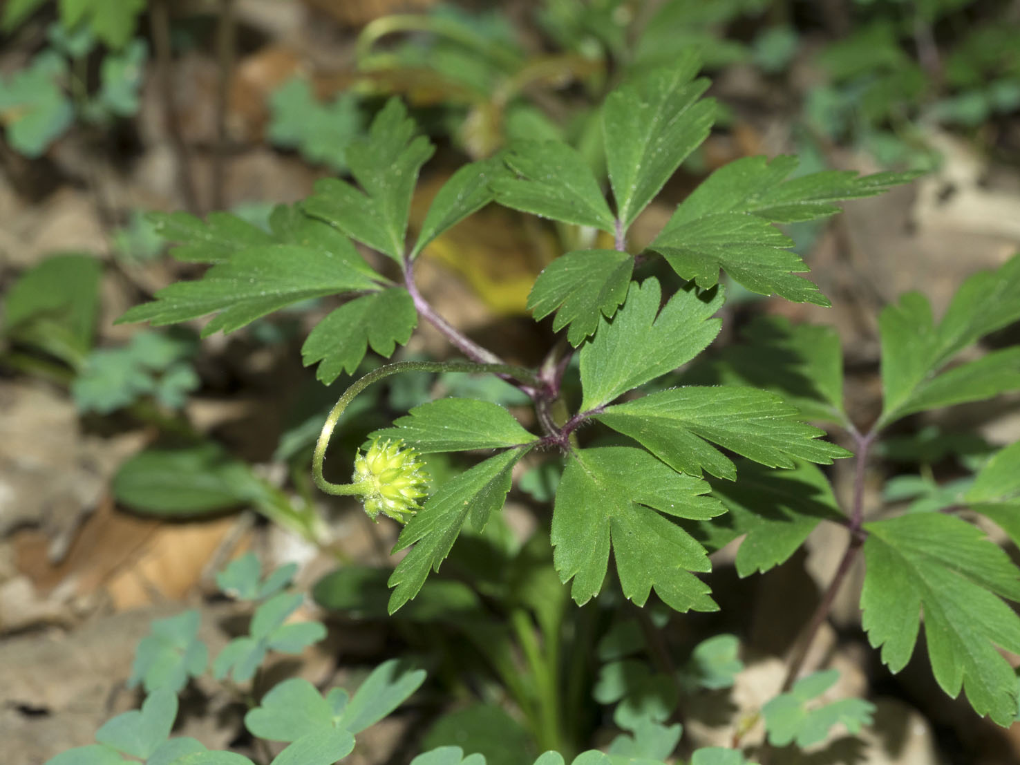 Anemone