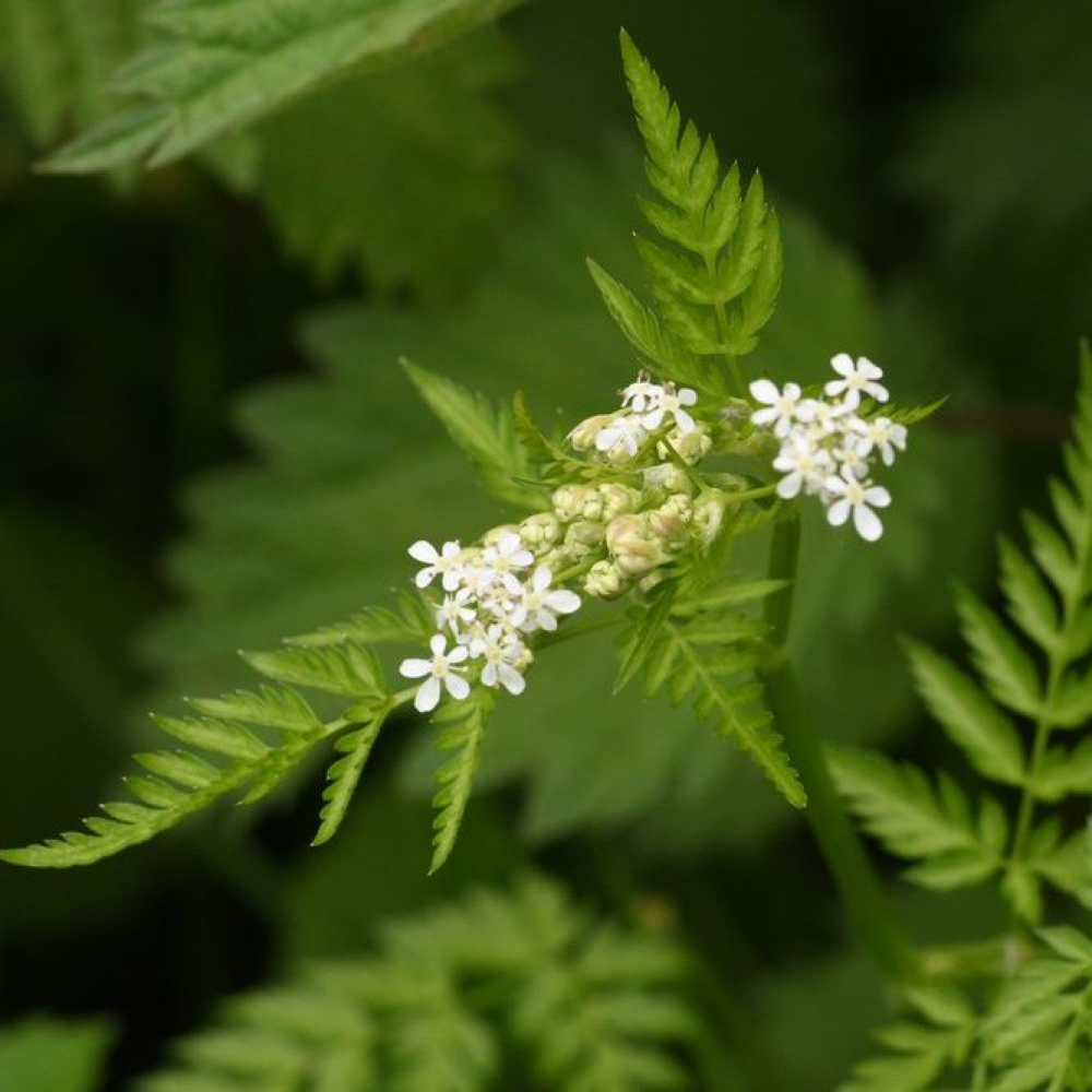 Anthriscus