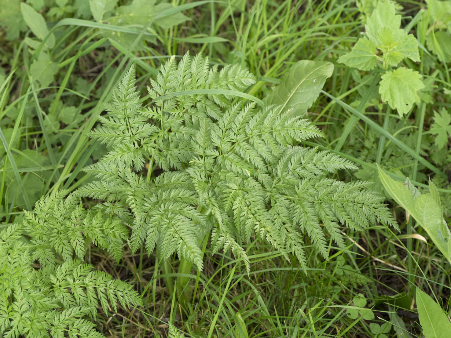 Anthriscus