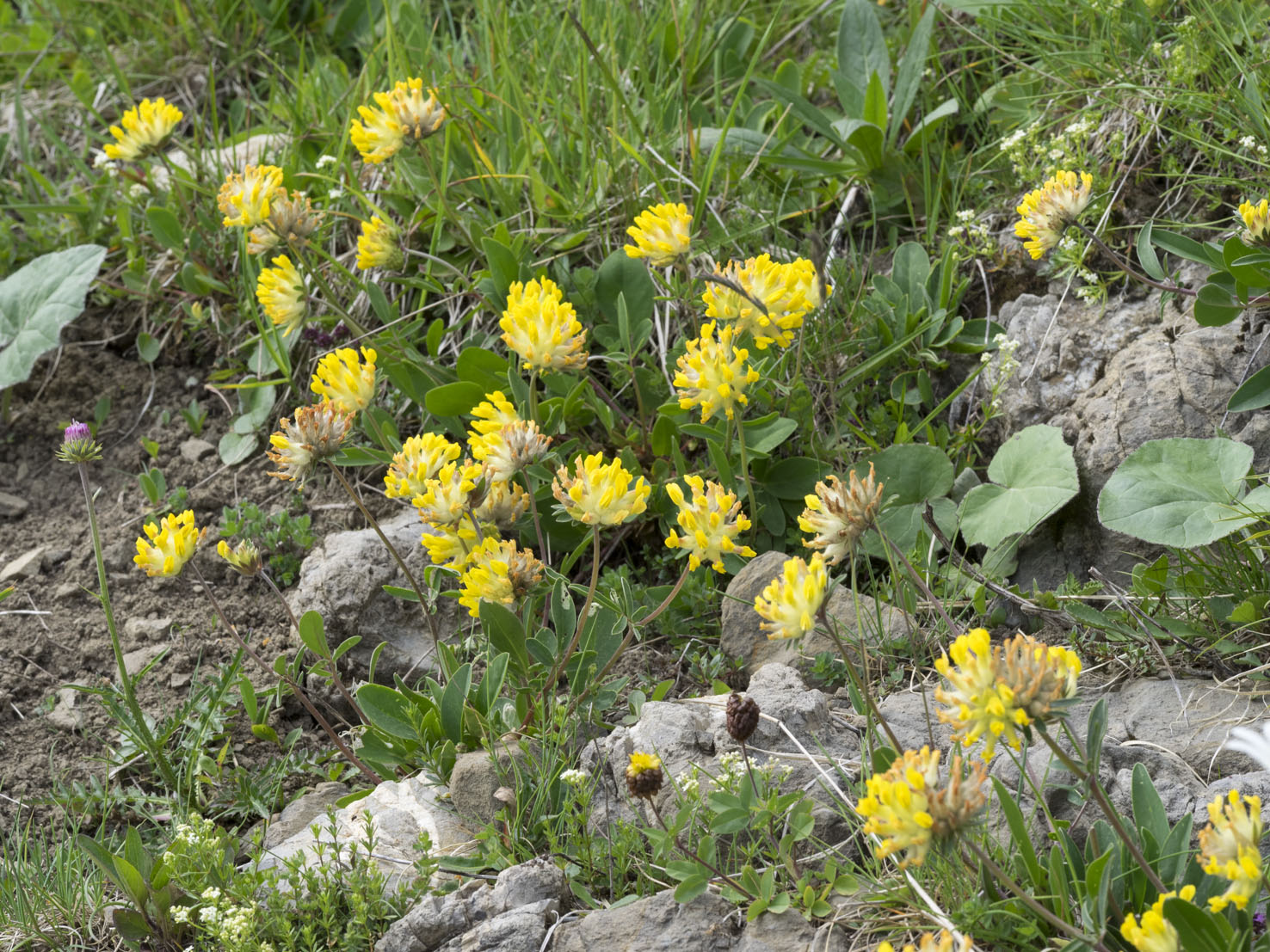 Anthyllis