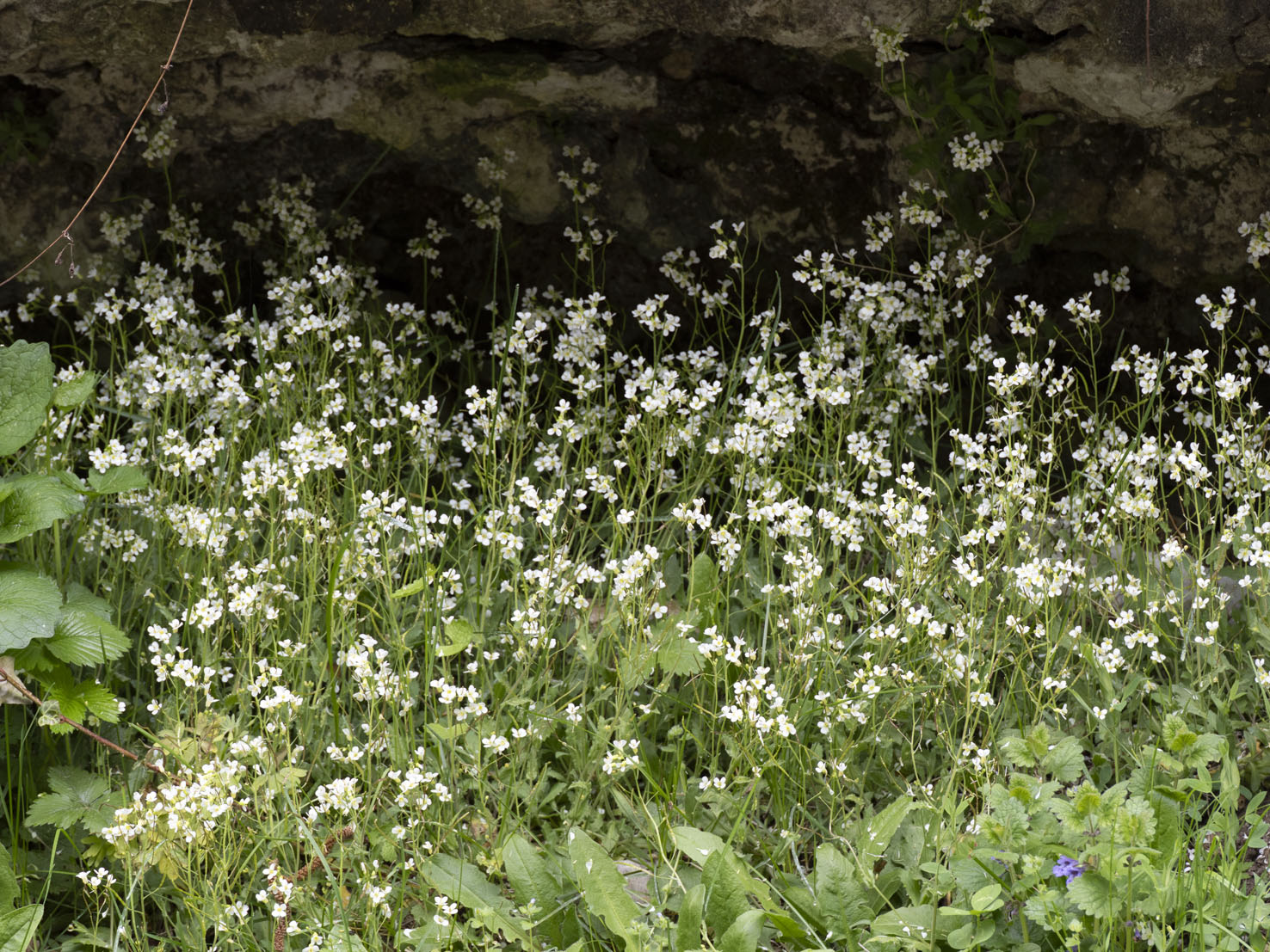 Arabidopsis