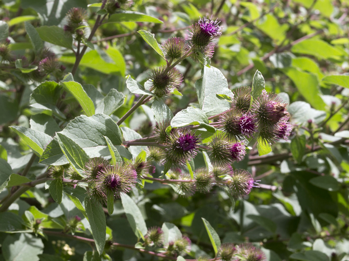 Arctium