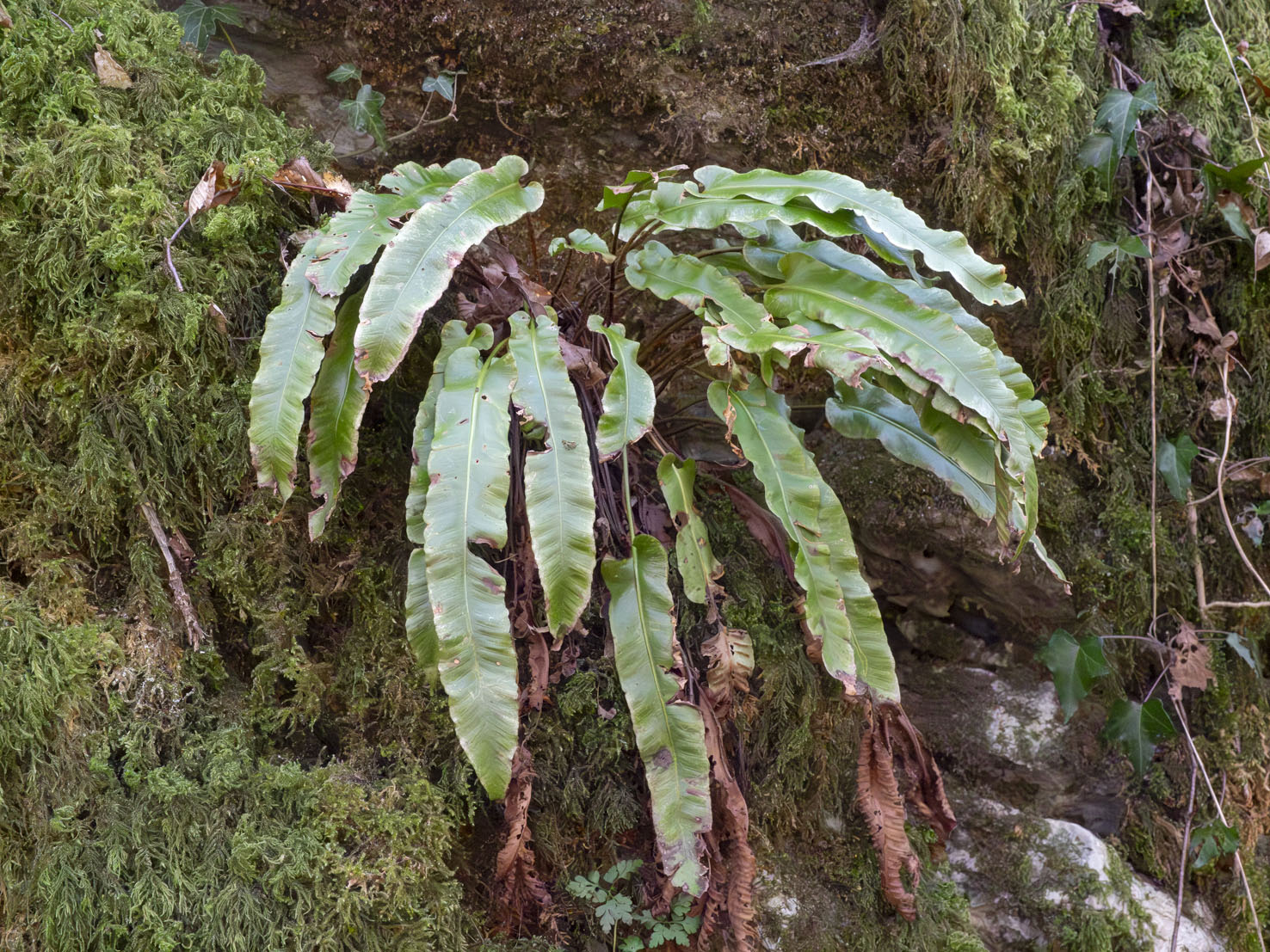 Asplenium