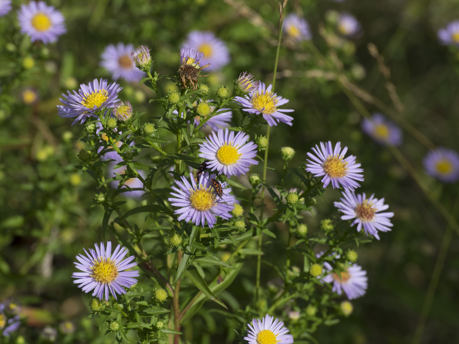 Aster