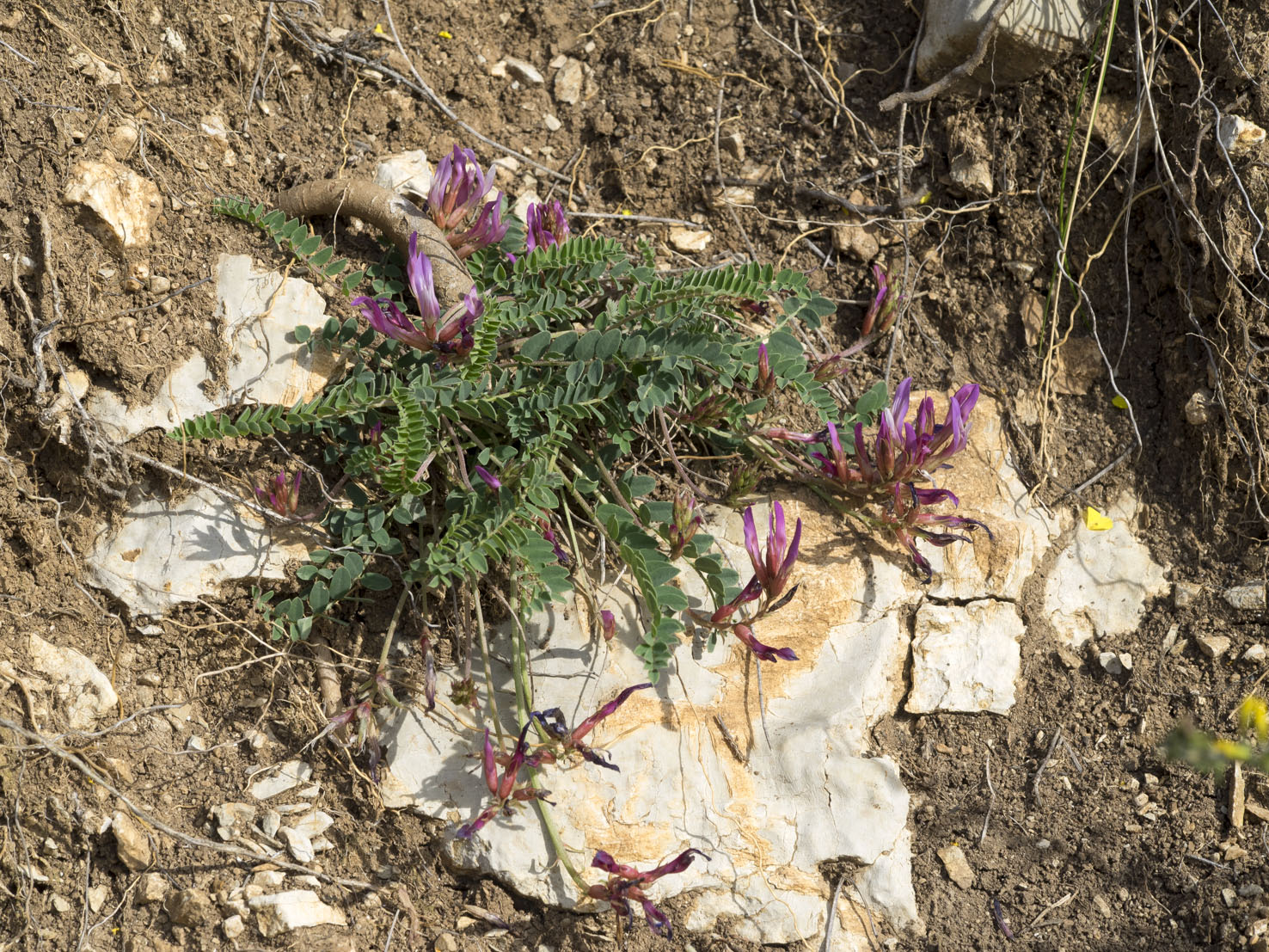 Astragalus