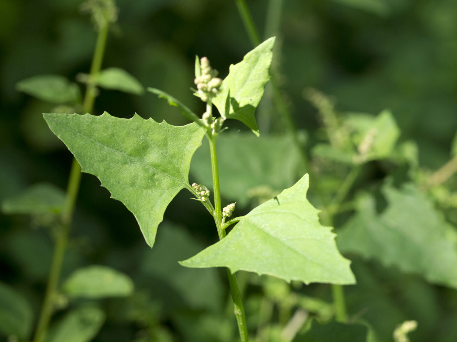 Atriplex