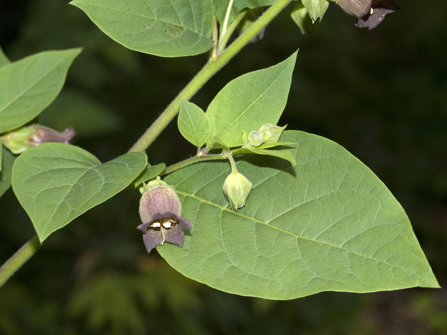 Atropa