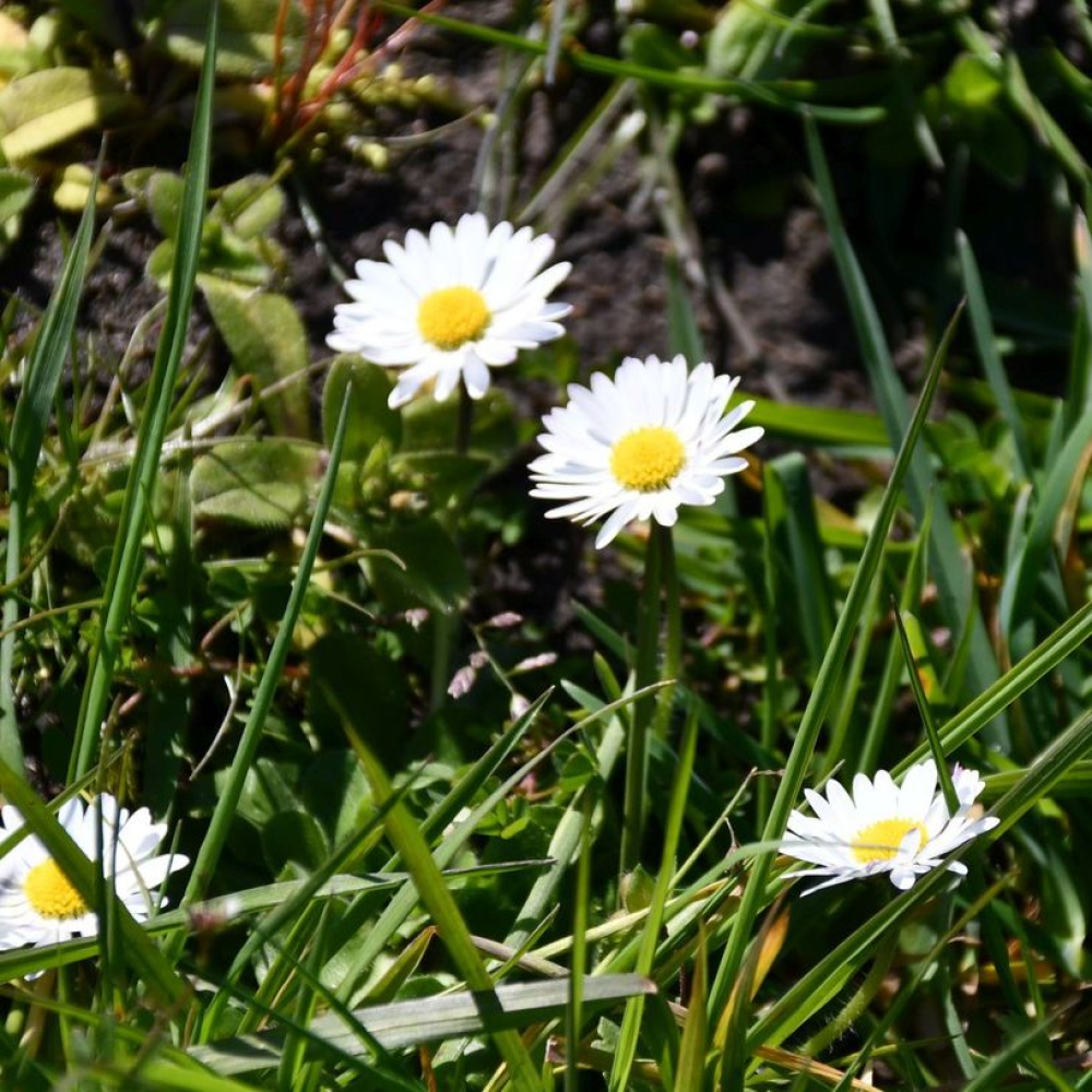 Bellis