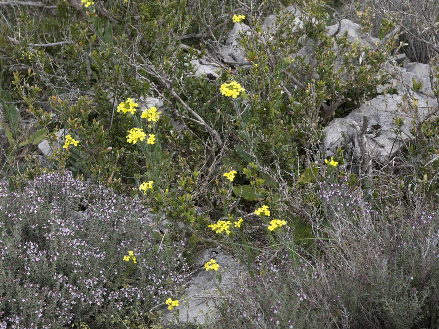 Biscutella