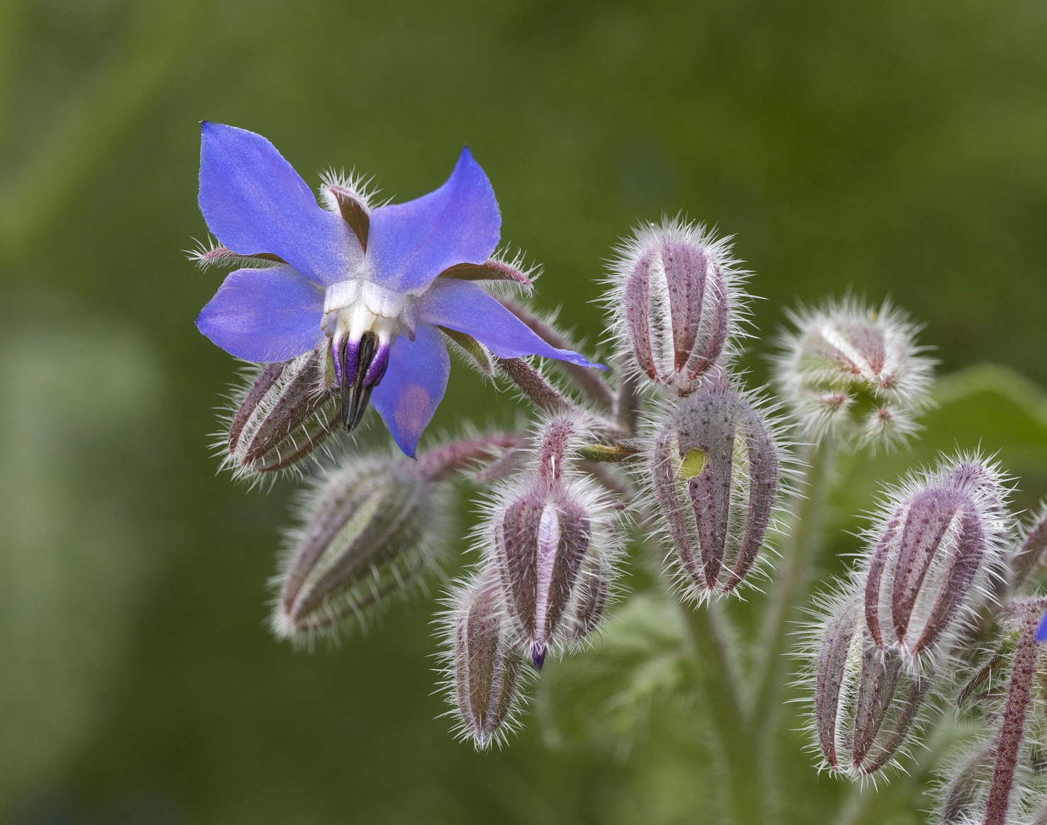Borago