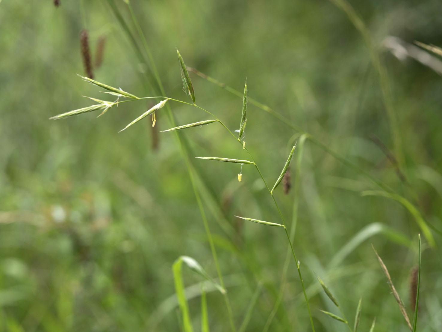 Brachypodium