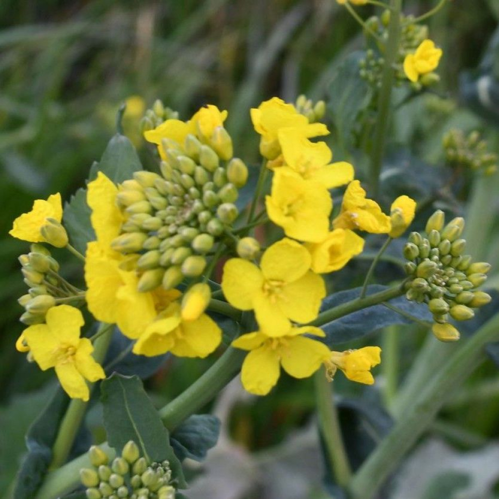 Brassica