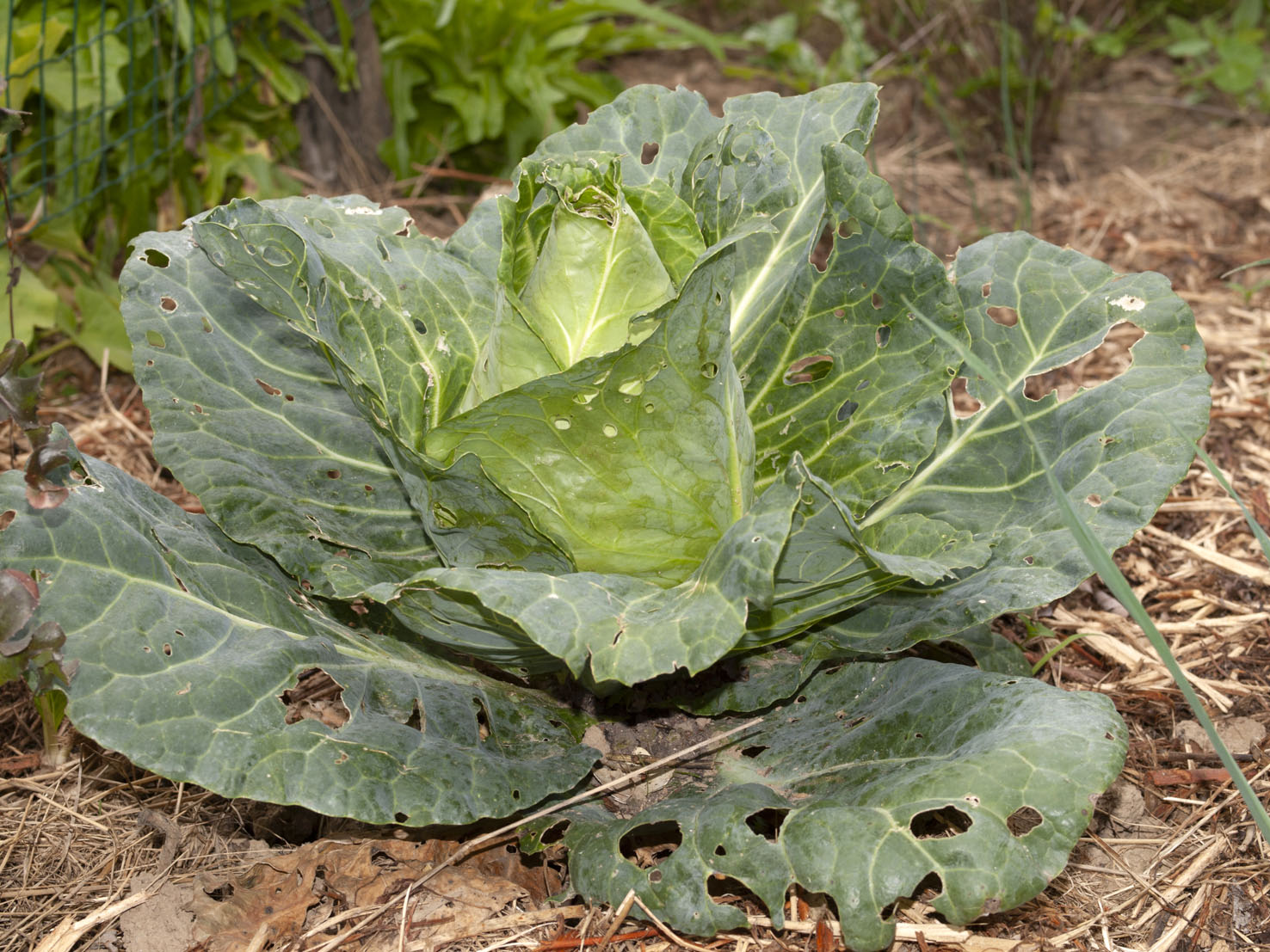 Brassica