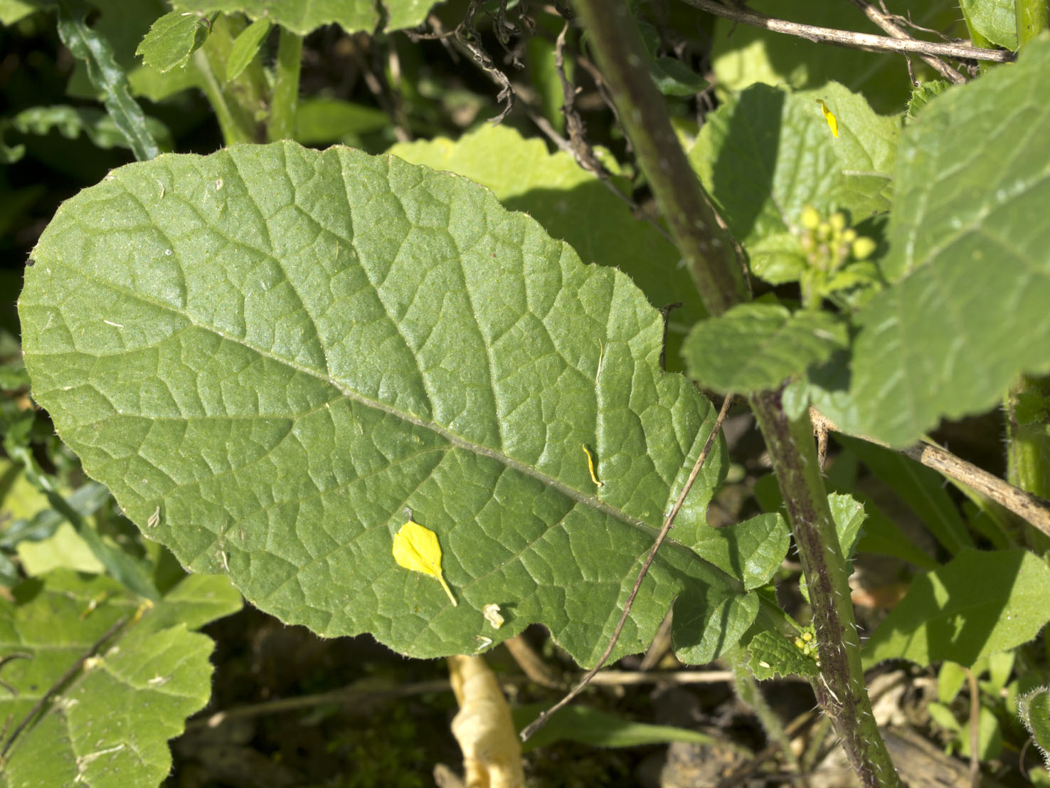 Brassica