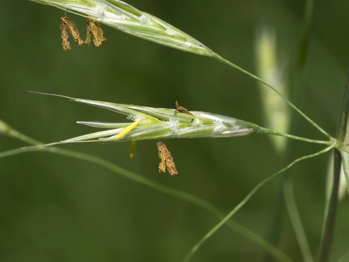 Bromus