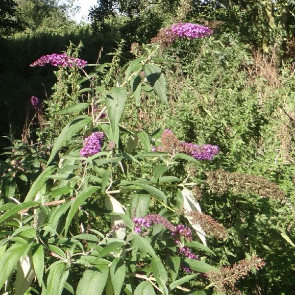 Buddleja