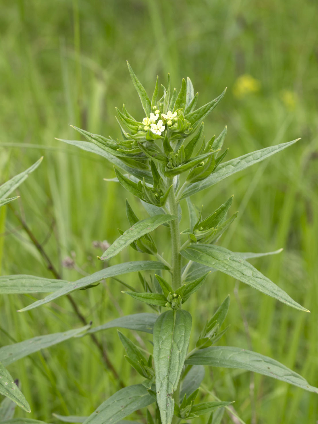 Buglossoides
