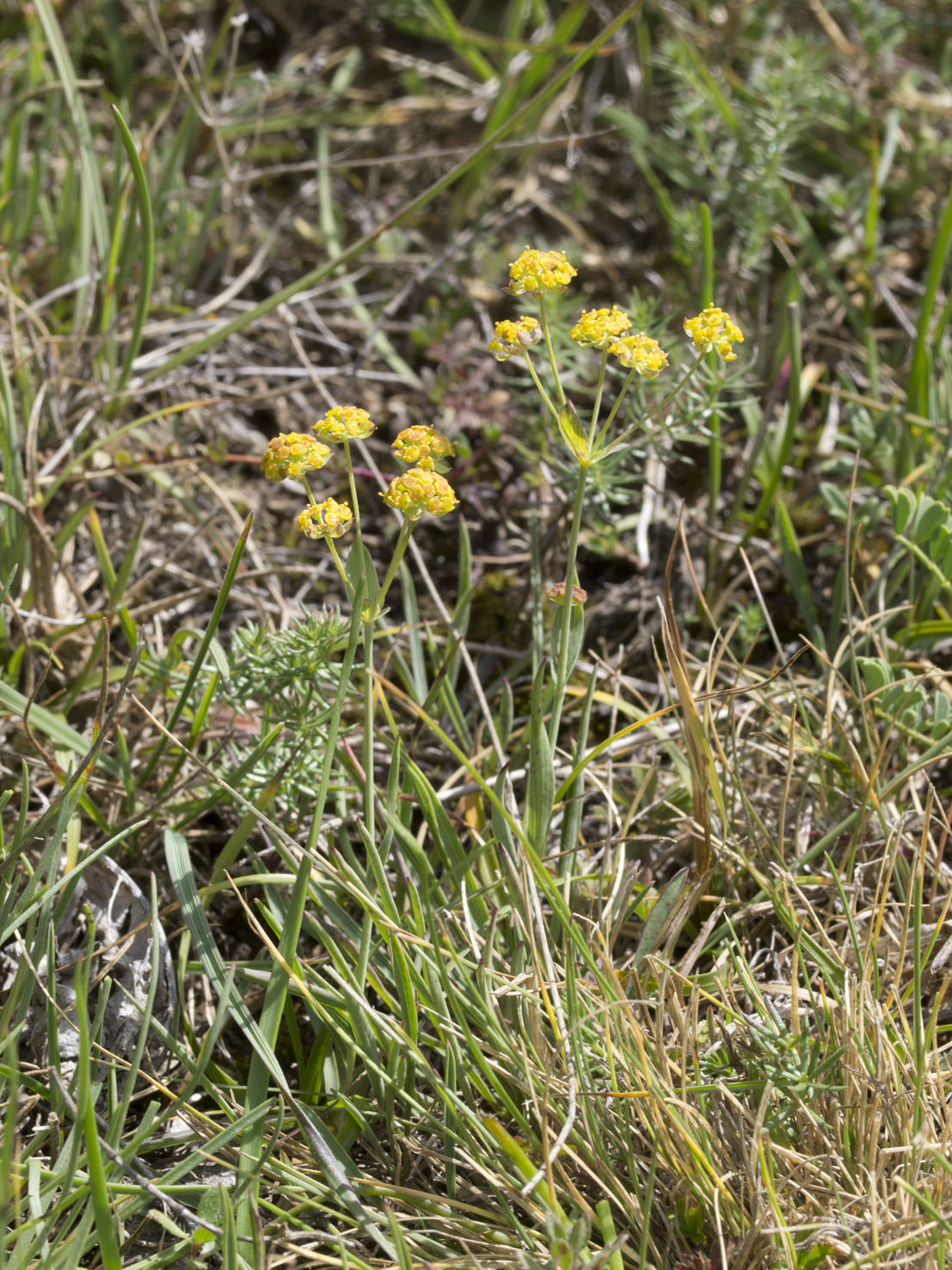 Bupleurum