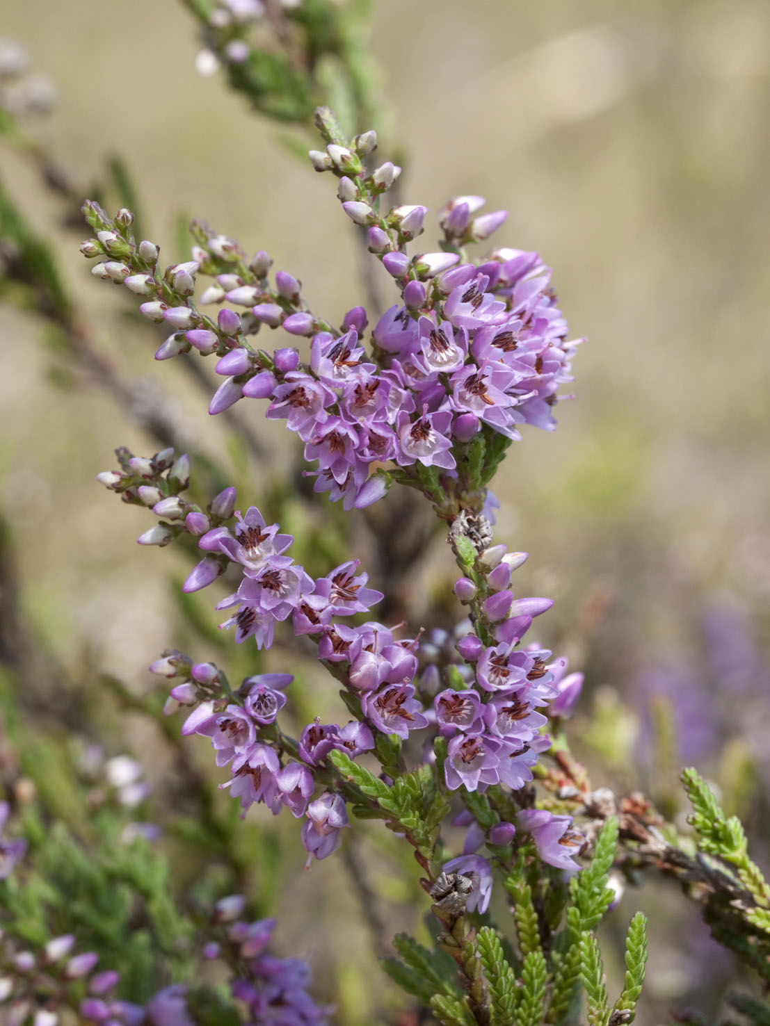 Calluna