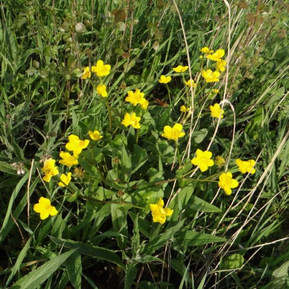 Caltha