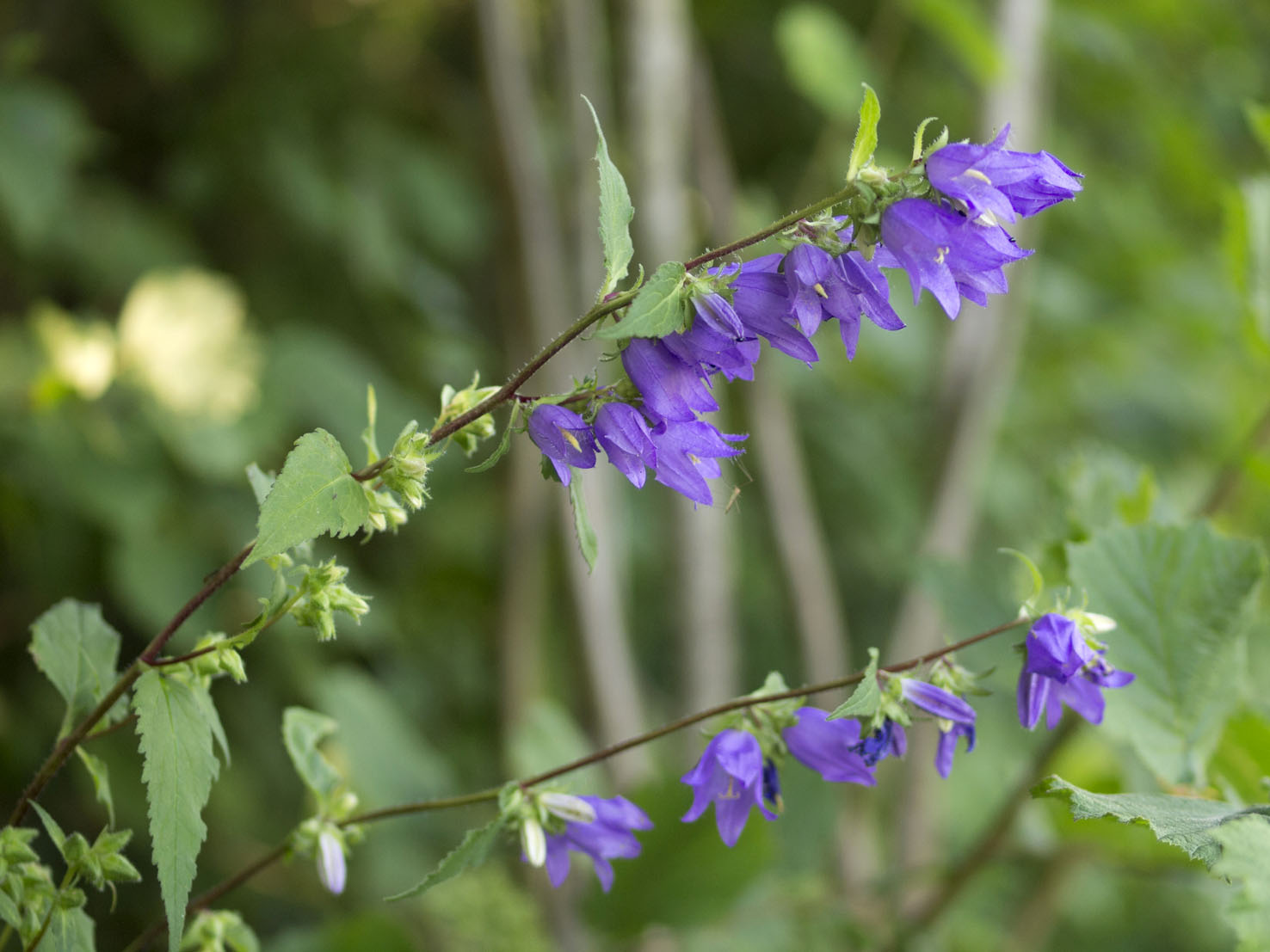 Campanula