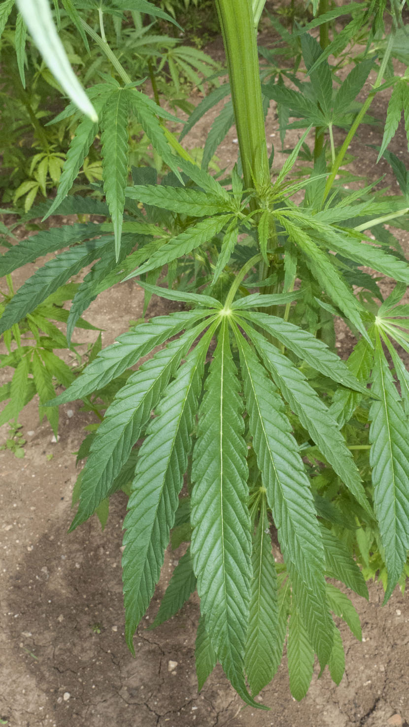 Cannabis