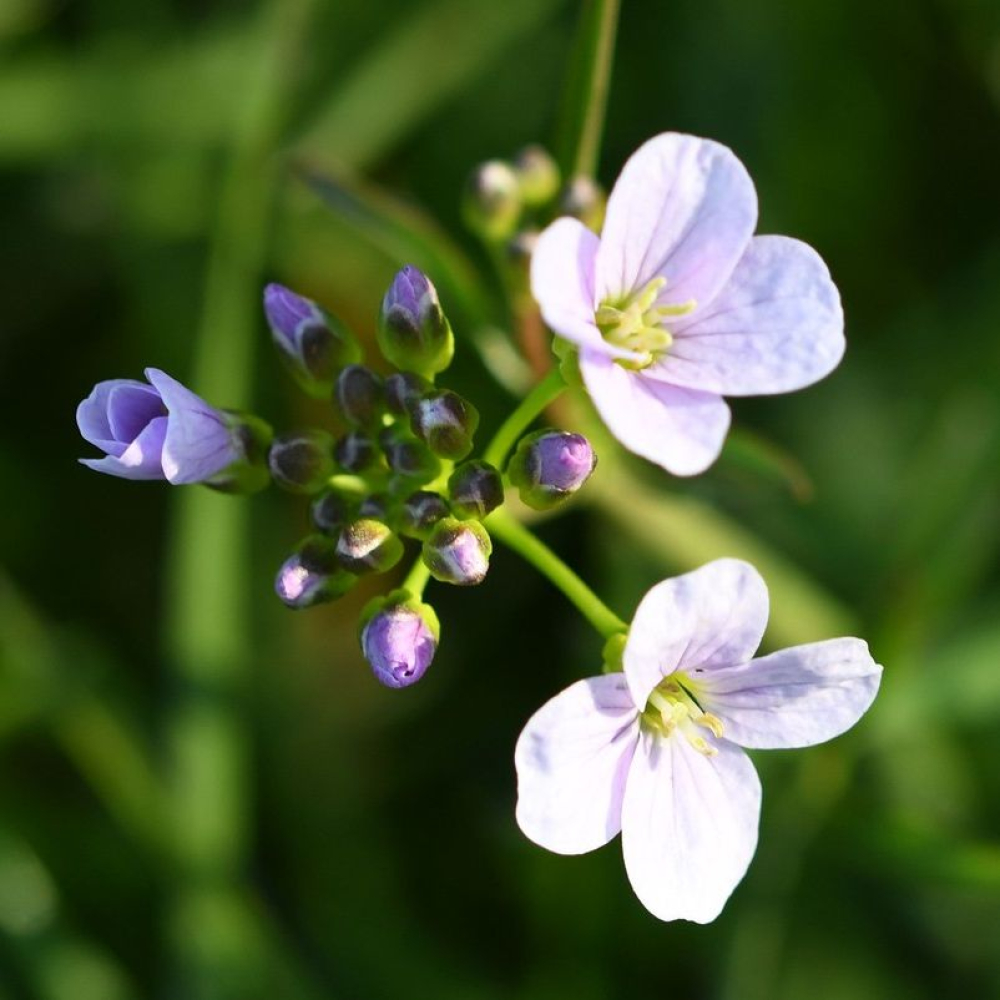 Cardamine