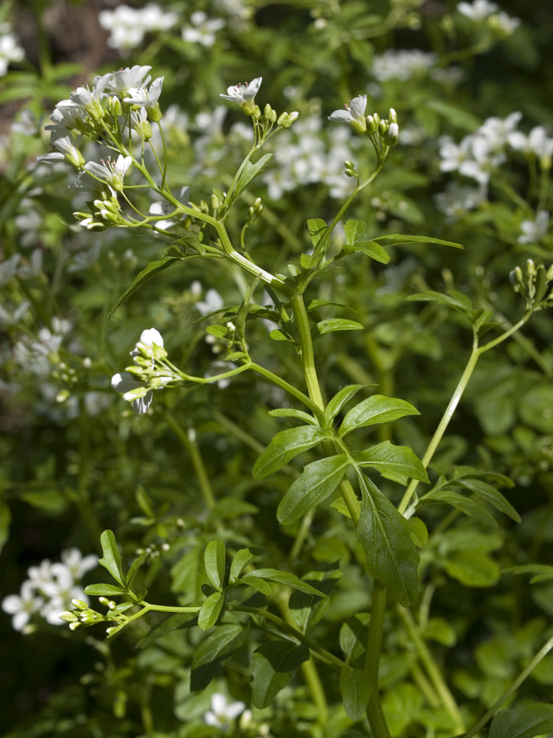 Cardamine