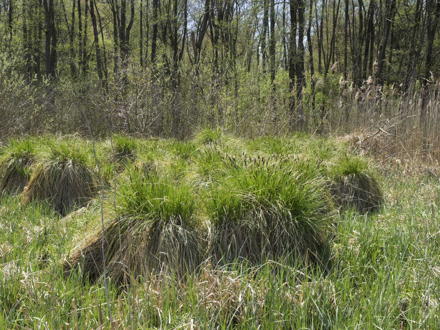 Carex