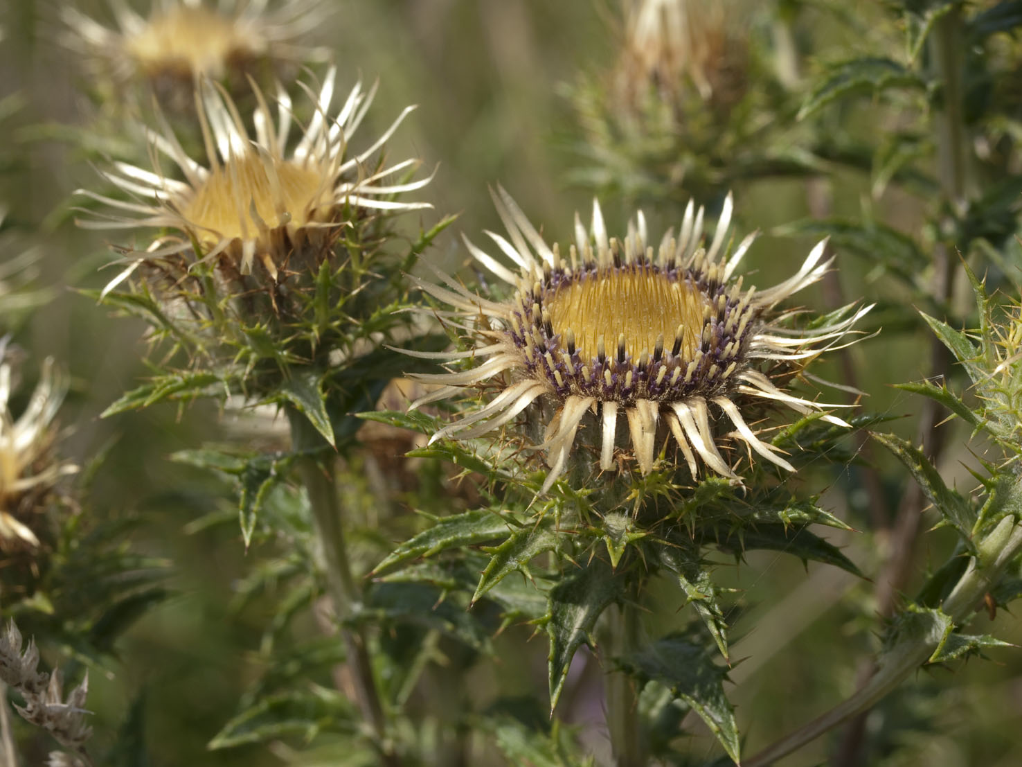 Carlina
