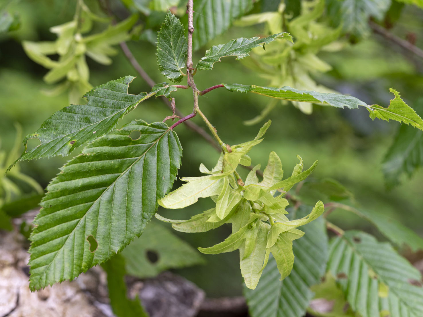 Carpinus