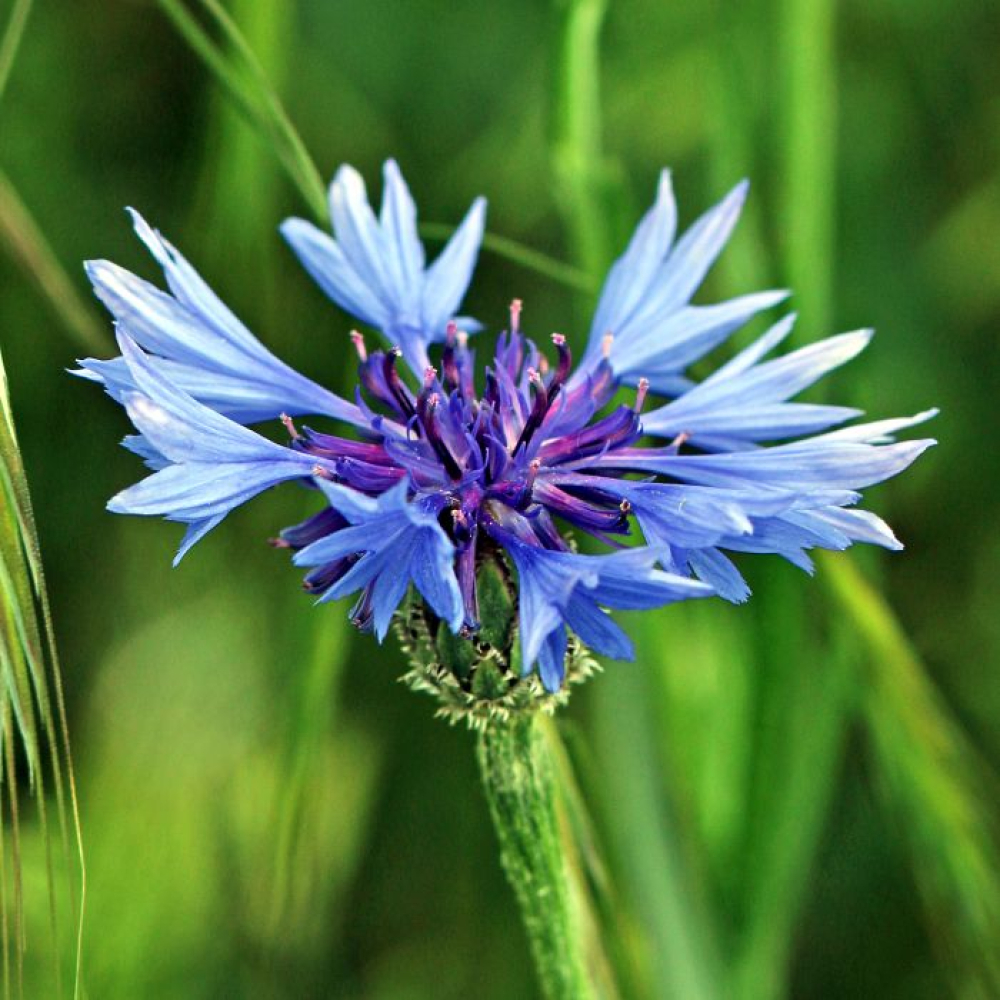 Centaurea