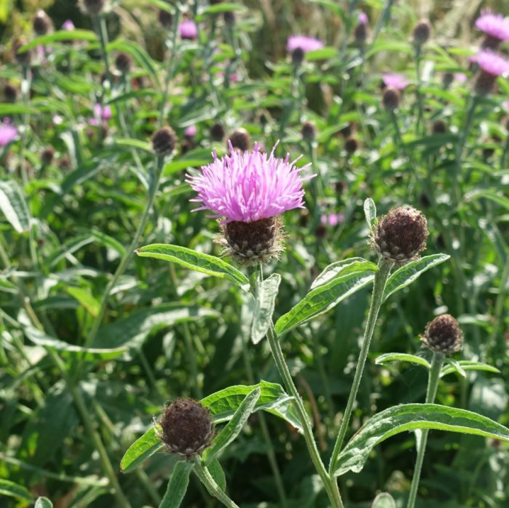 Centaurea