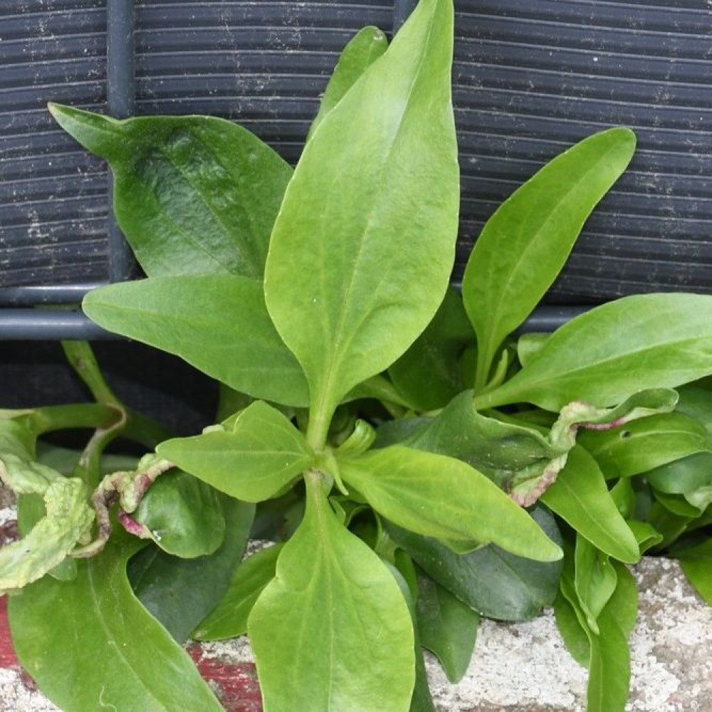 Centranthus