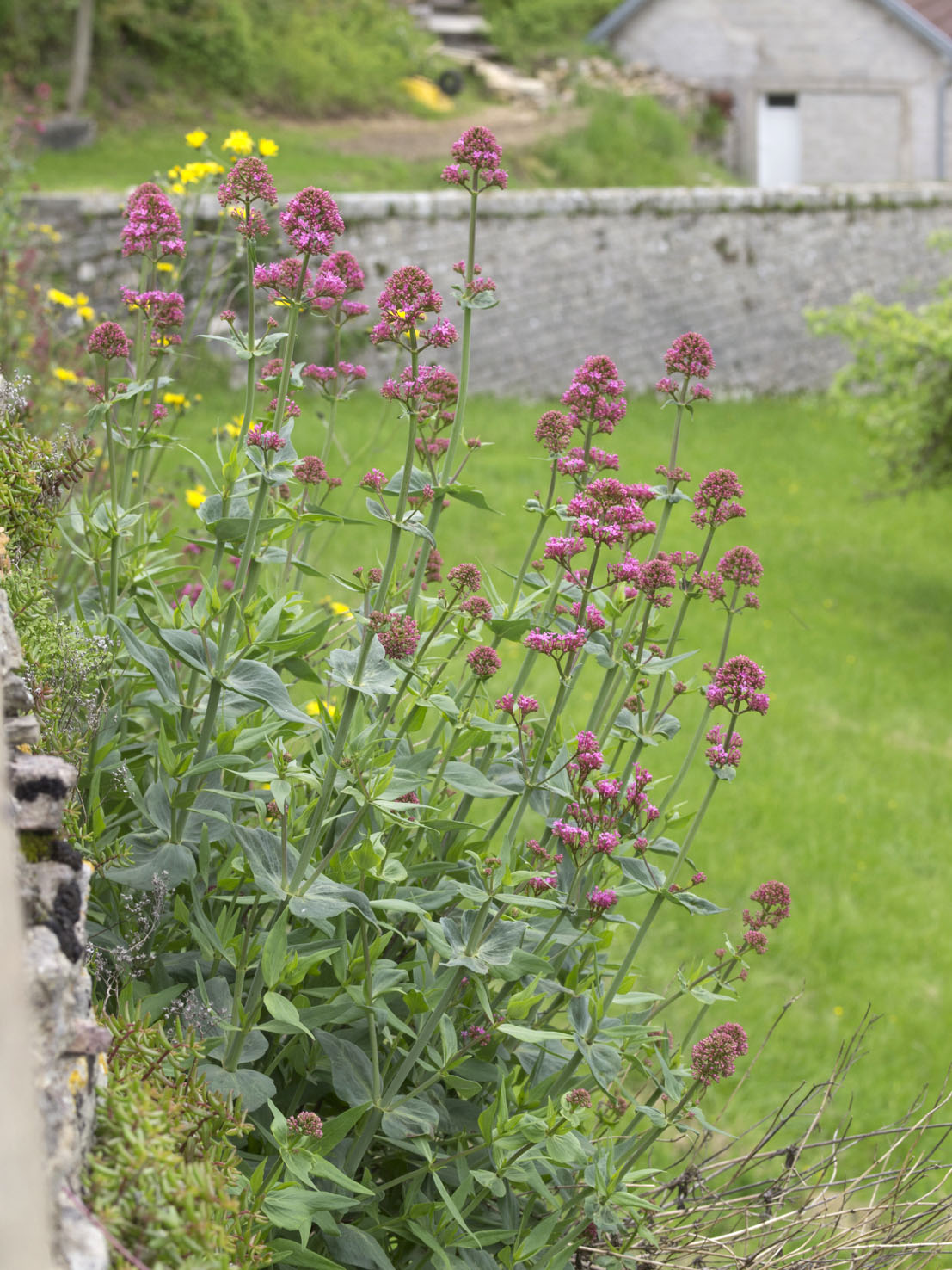 Centranthus