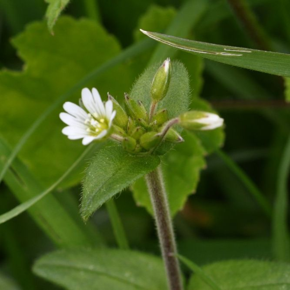 Cerastium