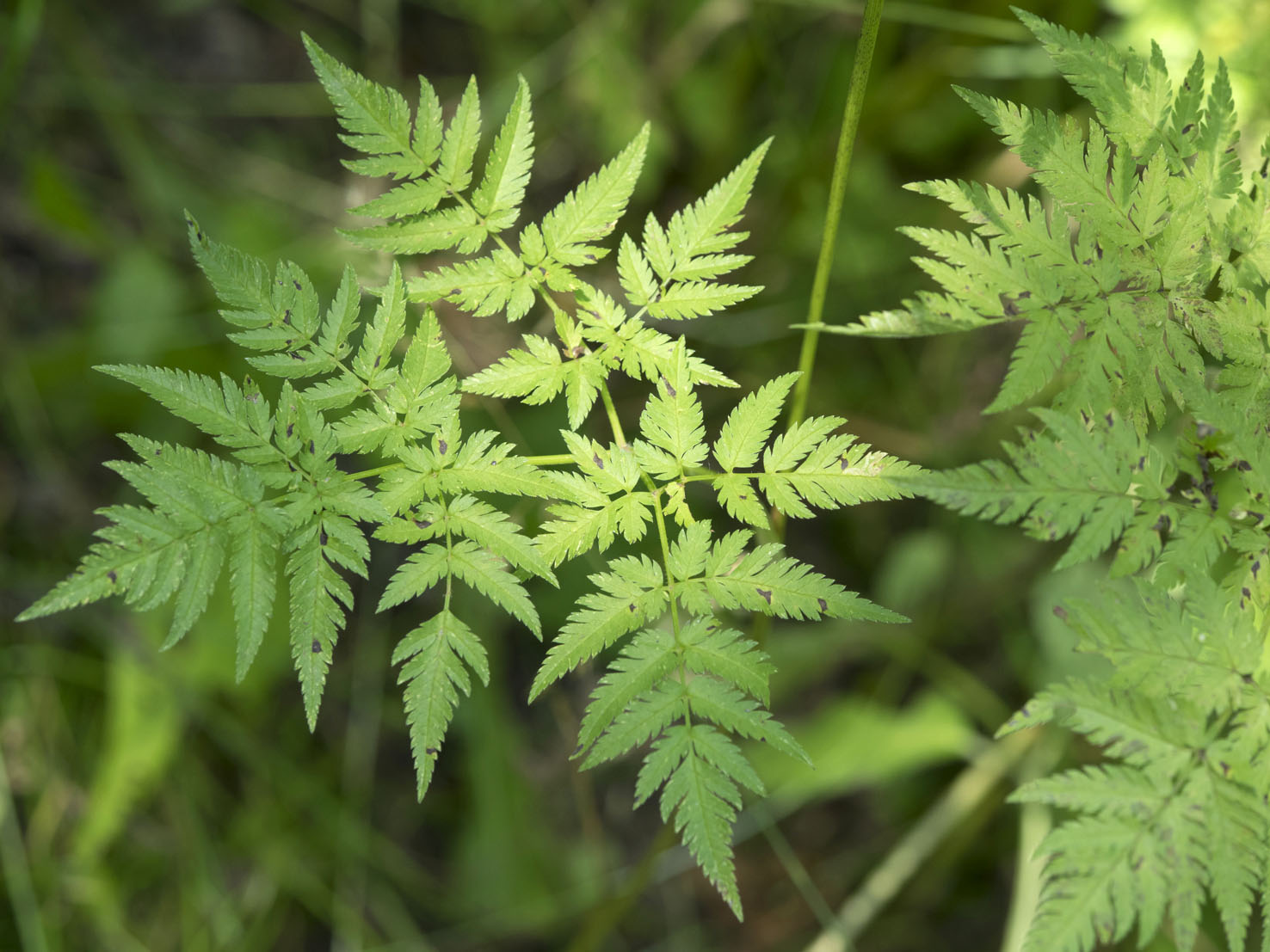Chaerophyllum