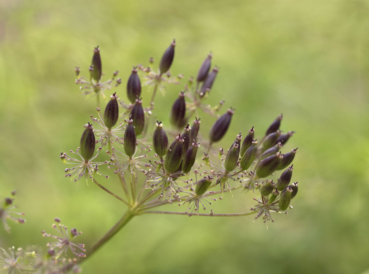 Chaerophyllum
